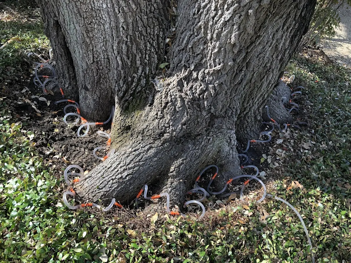 Detailed Tree Cabling and Bracing job site in Beaman