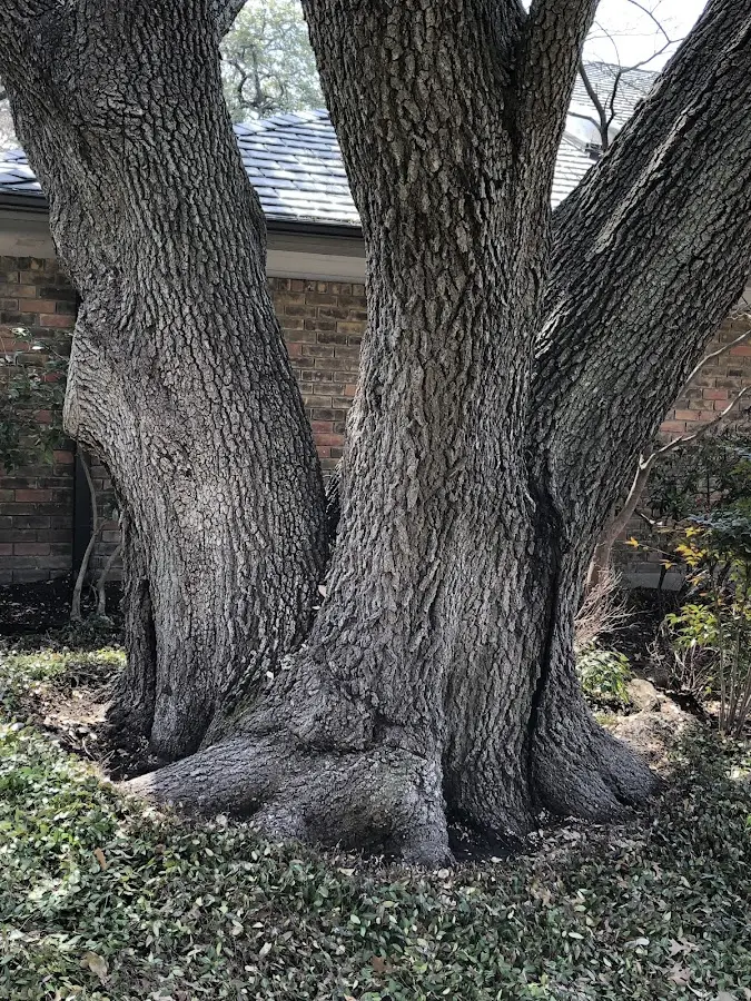 Mature heritage tree close to a Beaman property cared for by certified arborists